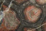 4.1" Polished Stromatolite (Inzeria) Section - 800 Million Years - #130661-1